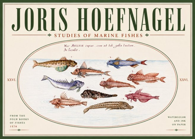 Joris Hoefnagel Studies of Marine Fishes No6 - Poster
