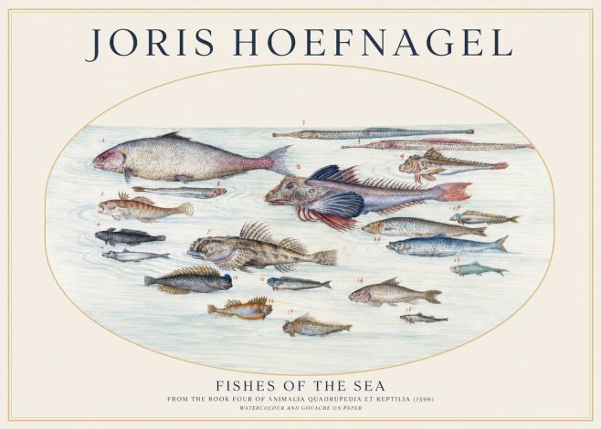 Joris Hoefnagel Fishes of the Sea III No1 - Poster