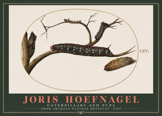Joris Hoefnagel Caterpillars and Pupa No2 - Poster