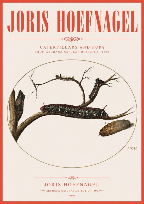 Joris Hoefnagel Caterpillars and Pupa No3 - Poster