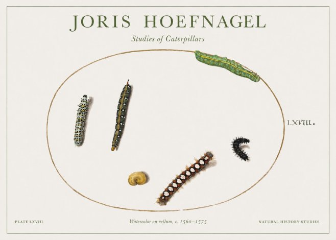 Joris Hoefnagel Studies of Caterpillars No1 - Poster