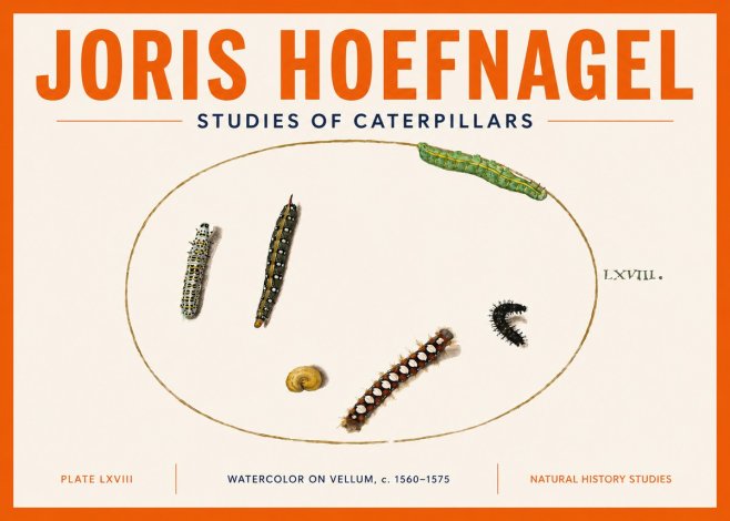 Joris Hoefnagel Studies of Caterpillars No5 - Poster