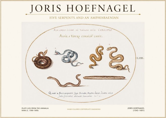 Joris Hoefnagel Five Serpents and an Amphisbaenian No1 - Poster
