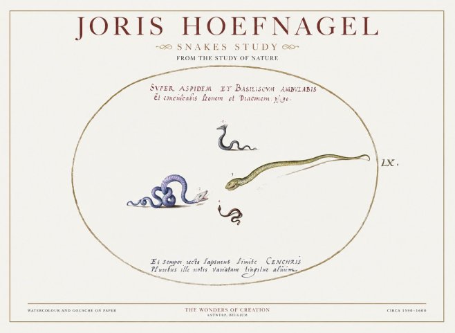Joris Hoefnagel Studies of Serpents No2 - Poster