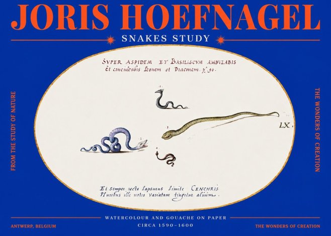 Joris Hoefnagel Studies of Serpents No4 - Poster