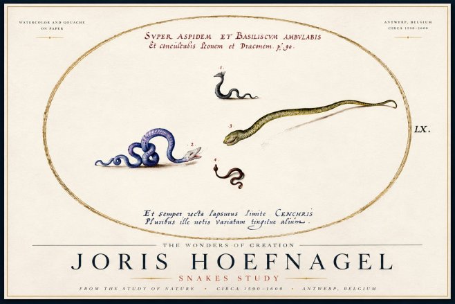Joris Hoefnagel Studies of Serpents No6 - Poster