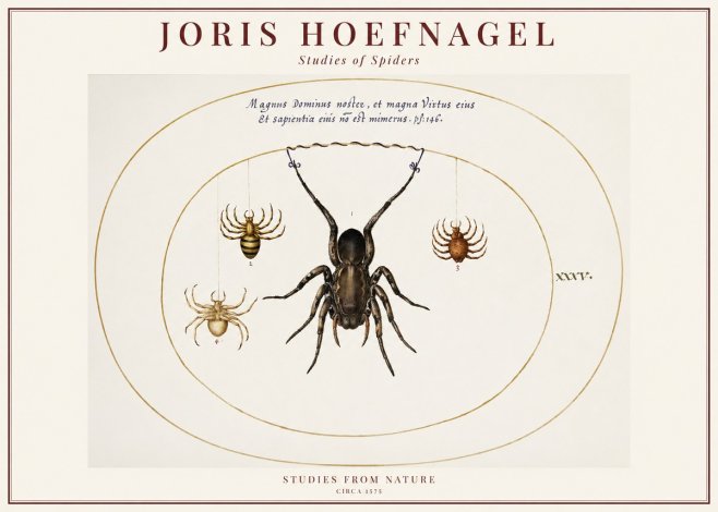 Joris Hoefnagel Study of Spiders No6 - Poster