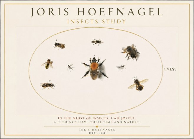 Joris Hoefnagel Insects Study II No1 - Poster