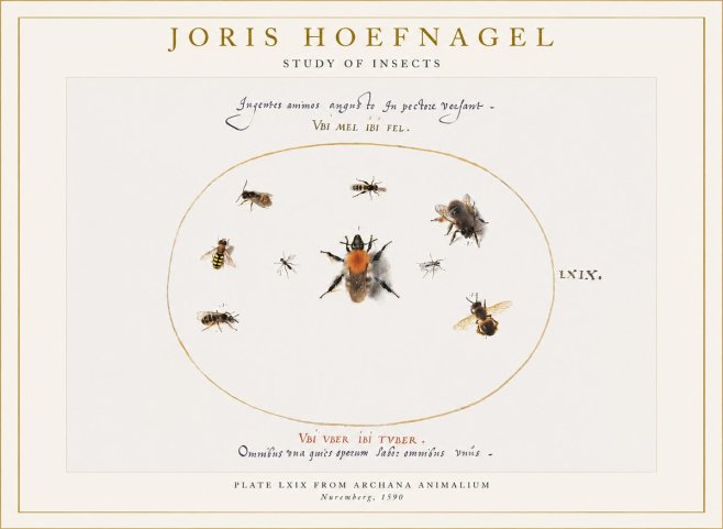 Joris Hoefnagel Insects Study II No6 - Poster