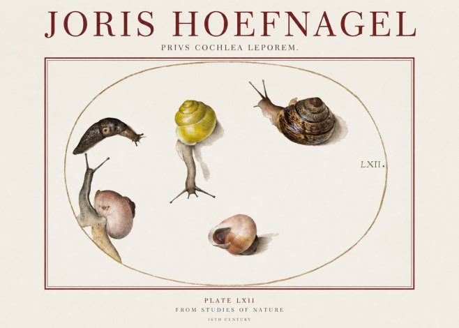 Joris Hoefnagel Privs Cochlea Leporem. No1 - Poster