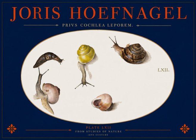 Joris Hoefnagel Privs Cochlea Leporem. No2 - Poster