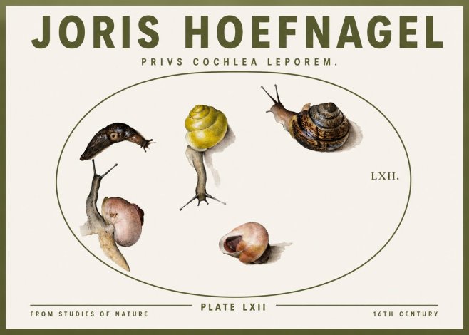 Joris Hoefnagel Privs Cochlea Leporem. No3 - Poster