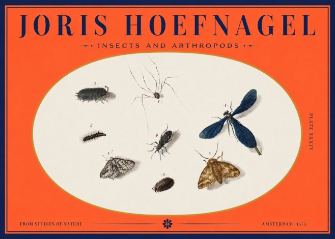 Joris Hoefnagel Insects and Arthropods No3 - Poster