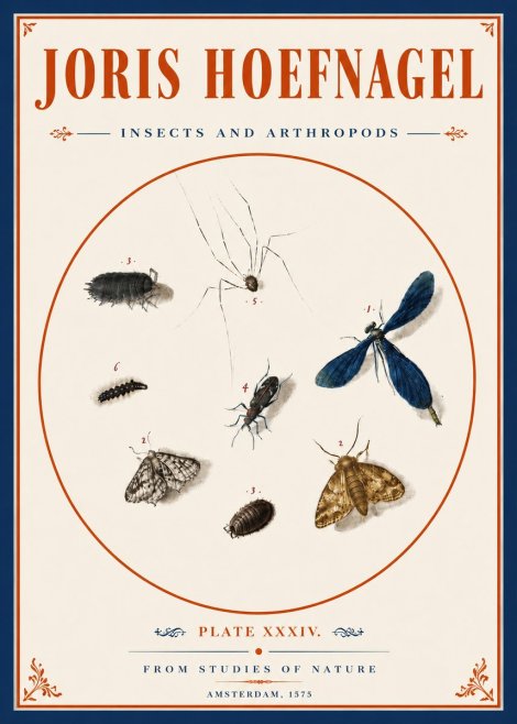 Joris Hoefnagel Insects and Arthropods No6 - Poster