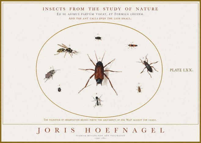 Joris Hoefnagel Insects from the Study of Nature No1 - Poster