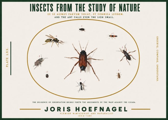 Joris Hoefnagel Insects from the Study of Nature No2 - Poster