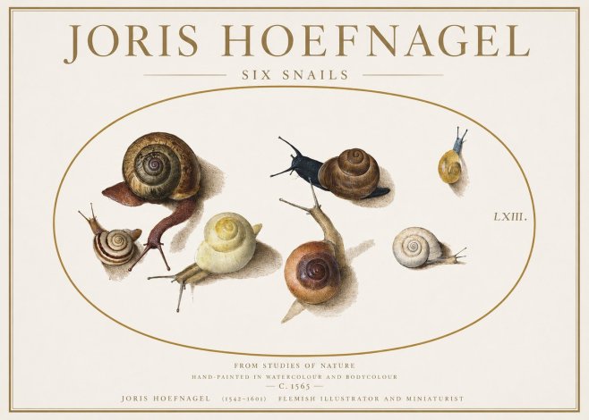 Joris Hoefnagel Six Snails No1 - Poster