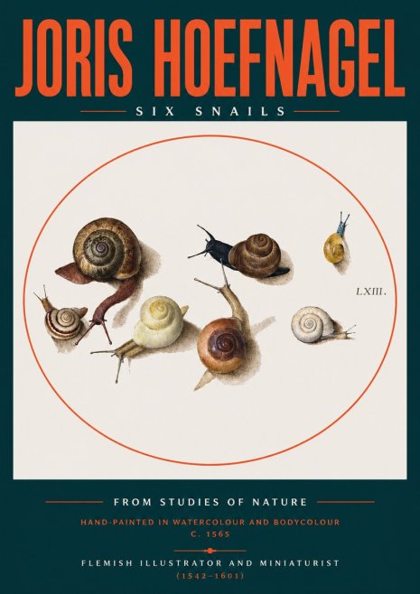 Joris Hoefnagel Six Snails No2 - Poster