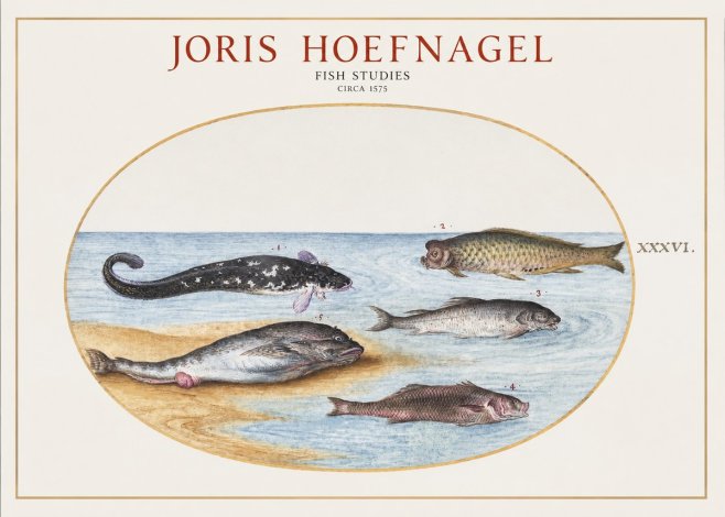 Joris Hoefnagel Fish Studies No1 - Poster