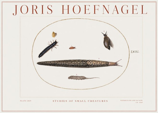 Joris Hoefnagel Plate Lxiv No2 - Poster