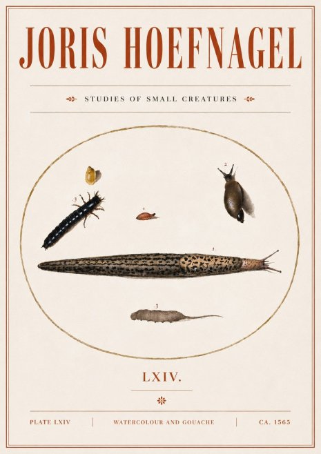 Joris Hoefnagel Plate Lxiv No5 - Poster