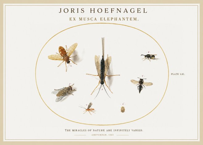 Joris Hoefnagel Ex Mvsca Elephantem. No2 - Poster