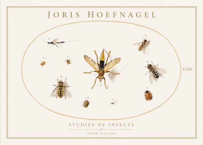 Joris Hoefnagel Studies of Insects IV No1 - Poster