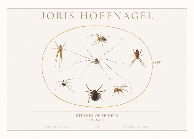 Joris Hoefnagel Studies of Spiders from Nature No1 - Poster