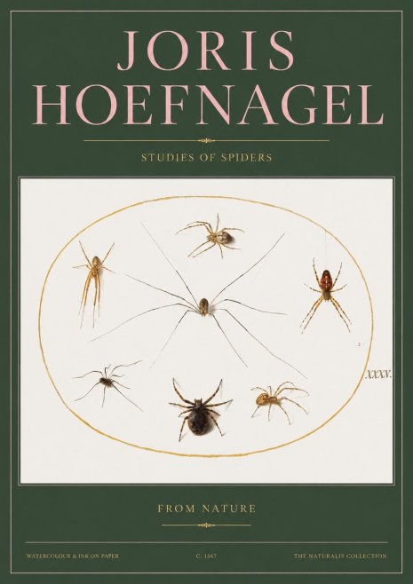 Joris Hoefnagel Studies of Spiders from Nature No2 - Poster