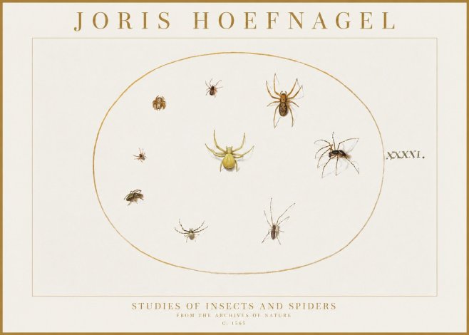 Joris Hoefnagel Studies of Insects and Spiders No1 - Poster