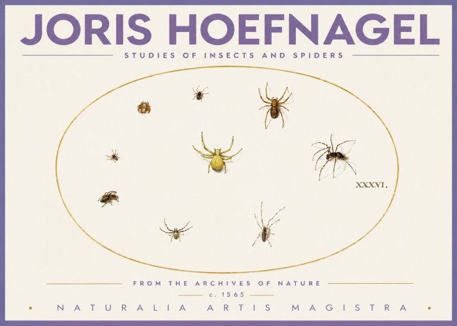 Joris Hoefnagel Studies of Insects and Spiders No4 - Poster