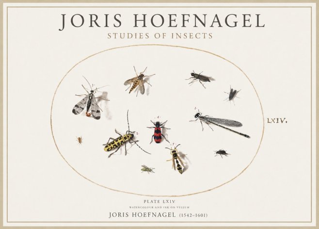 Joris Hoefnagel Studies of Insects - Plate Lxiv No4 - Poster