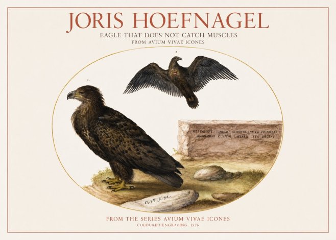 Joris Hoefnagel Eagle That Does Not Catch Muscles No1 - Poster
