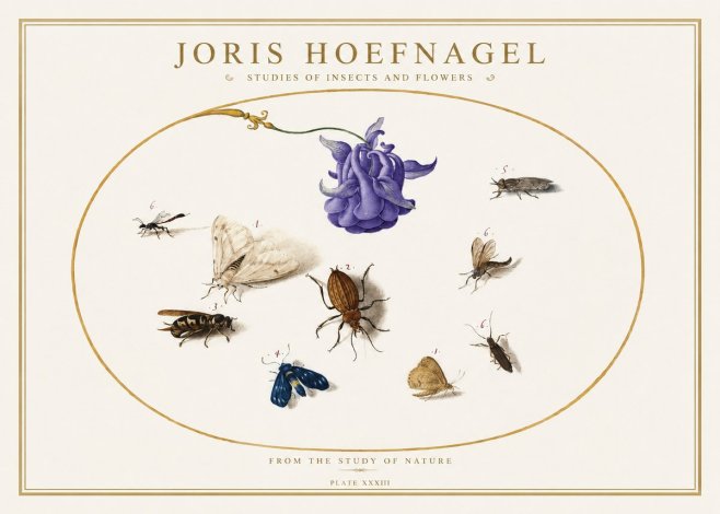 Joris Hoefnagel Studies of Insects and Flowers No5 - Poster