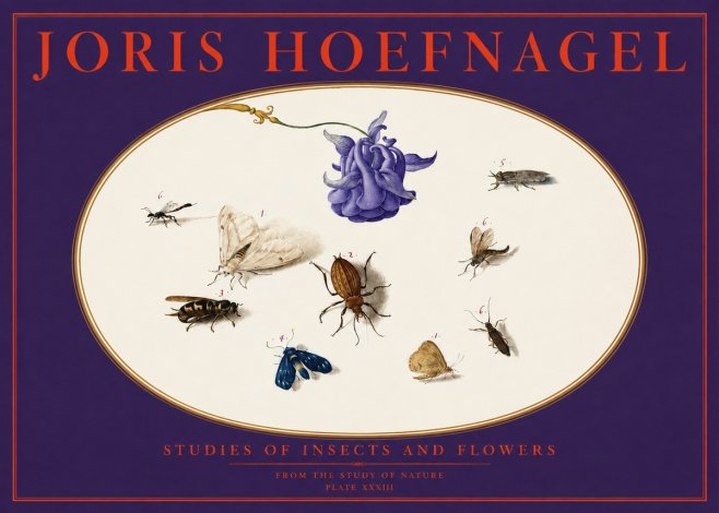 Joris Hoefnagel Studies of Insects and Flowers No6 - Poster