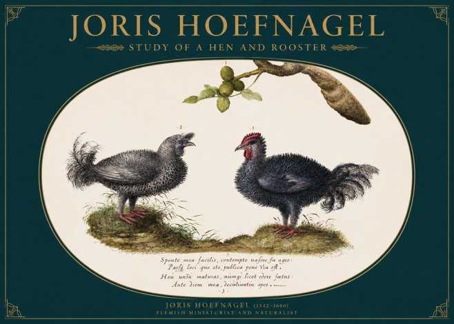 Joris Hoefnagel Study of a Hen and Rooster No2 - Poster