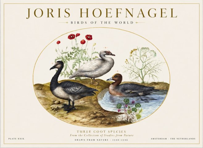 Joris Hoefnagel Three Coot Species No1 - Poster