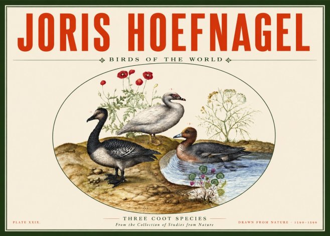 Joris Hoefnagel Three Coot Species No2 - Poster