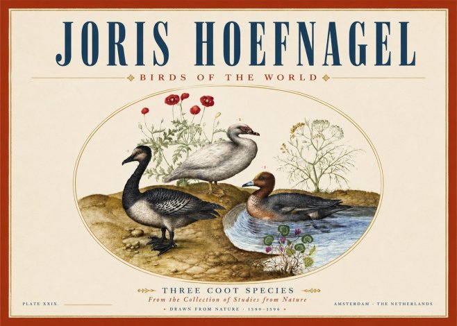 Joris Hoefnagel Three Coot Species No3 - Poster