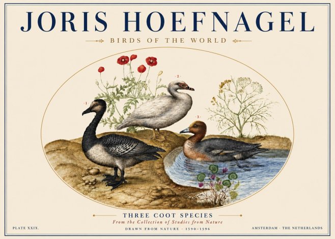 Joris Hoefnagel Three Coot Species No5 - Poster