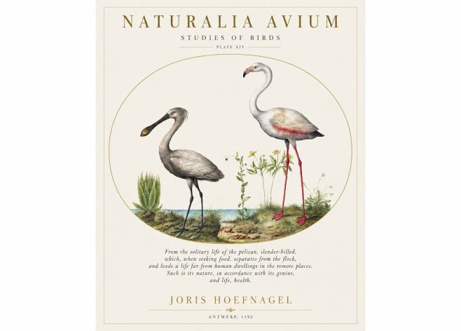 Joris Hoefnagel The Solitary Sanctuary of the Spoonbill and the Flamingo No2 - Poster