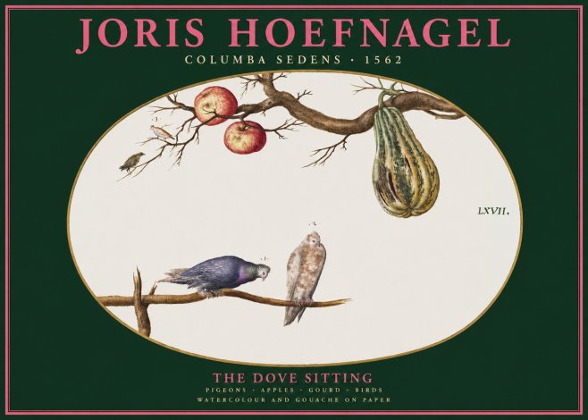 Joris Hoefnagel Pigeons Sitting. No3 - Poster