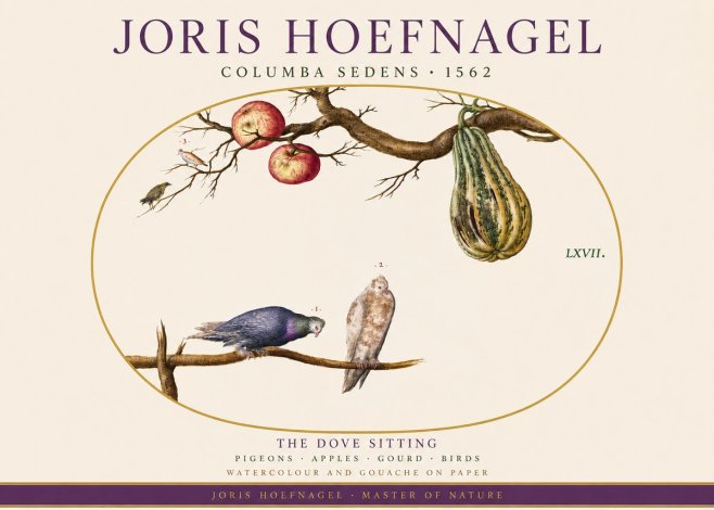 Joris Hoefnagel Pigeons Sitting. No4 - Poster