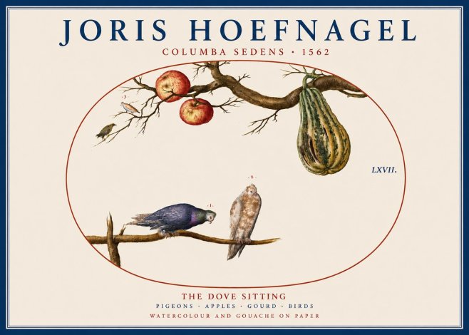 Joris Hoefnagel Pigeons Sitting. No5 - Poster