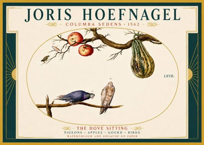 Joris Hoefnagel Pigeons Sitting. No6 - Poster