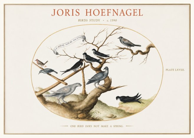 Joris Hoefnagel Birds Study No1 - Poster