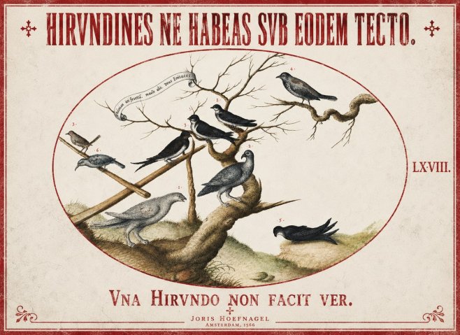 Joris Hoefnagel Birds Study No3 - Poster