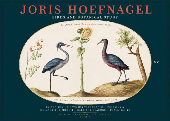 Joris Hoefnagel Birds and Plants Under the Sun No3 - Poster