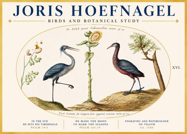 Joris Hoefnagel Birds and Plants Under the Sun No5 - Poster