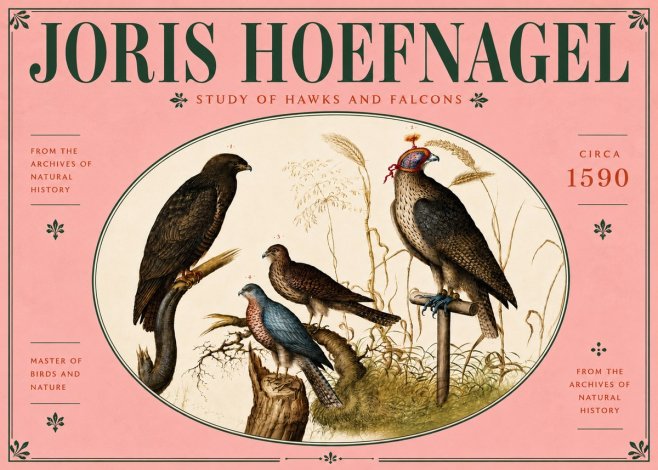 Joris Hoefnagel Studies of Hawks and Falcons No6 - Poster